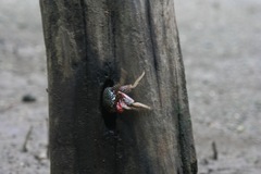 Goniopsis pulchra