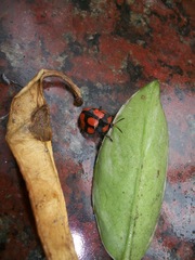 Botanochara angulata