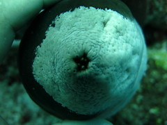 Actinopyga lecanora