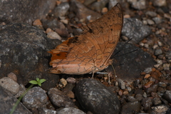 Charaxes psaphon