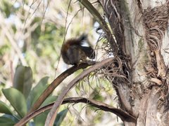 Sciurus granatensis