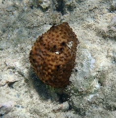 Ircinia felix