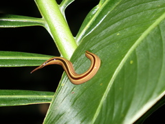 Australopacifica regina
