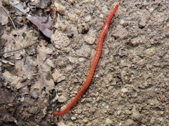 Strigamia bothriopus