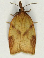 Sparganothis xanthoides