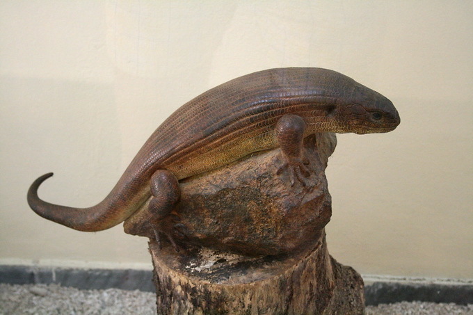 Mauritius Giant Skink