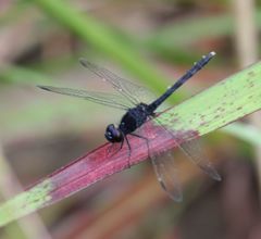 Diplacodes lefebvrii