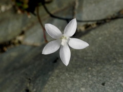Wahlenbergia rupestris