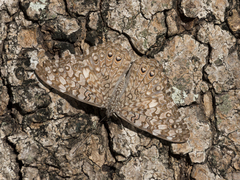 Hamadryas februa