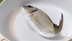 Sparus auratus