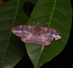 Anisoneura salebrosa