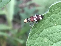Enoclerus bombycinus