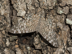 Hamadryas februa