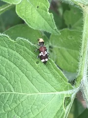 Enoclerus bombycinus