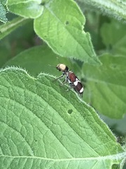 Enoclerus bombycinus