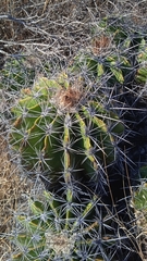 Ferocactus flavovirens