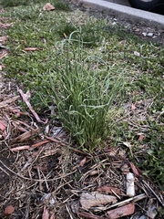 Allium fraseri