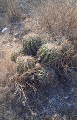 Ferocactus flavovirens