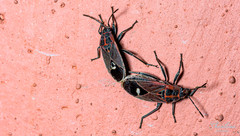 Aspilocoryphus mendicus