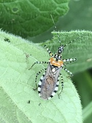 Pselliopus zebra
