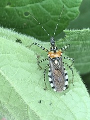 Pselliopus zebra