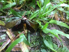 Copidocephala guttata