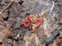 Strigamia bothriopus