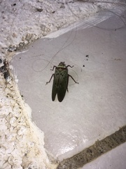 Copidocephala guttata