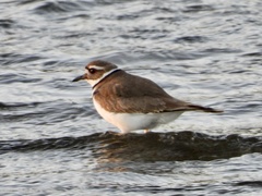 Charadrius vociferus