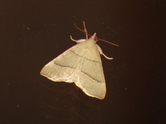 Hypsopygia orthogramma