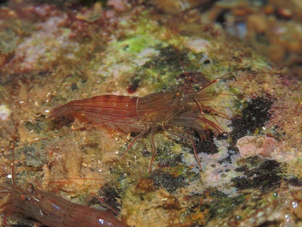 Lysmata intermedia