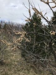 Hippophae