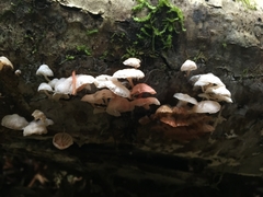 Hemimycena candida image