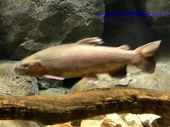 Oncorhynchus apache
