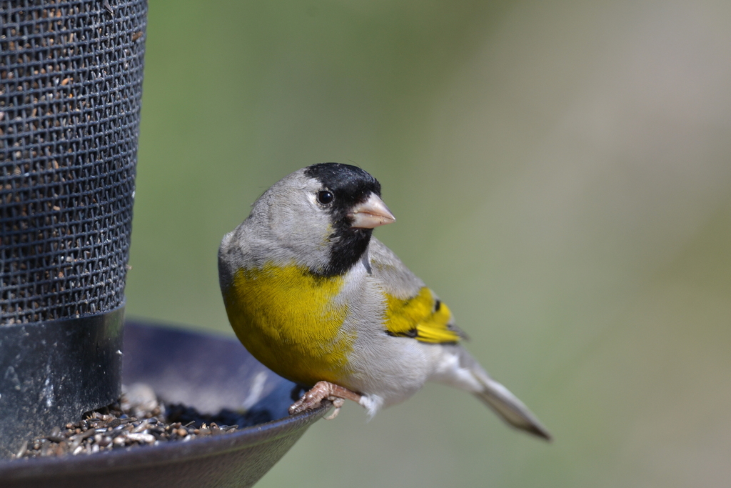 Lawrence's Goldfinch (Spinus lawrencei) photo