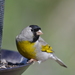 Lawrence's Goldfinch - Photo (c) birdenheck, some rights reserved (CC BY-NC)