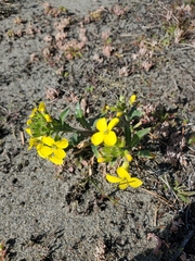 Erysimum menziesii