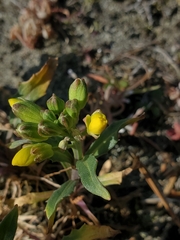 Erysimum menziesii
