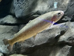 Oncorhynchus apache
