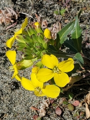 Erysimum menziesii