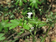 Phacelia ranunculacea