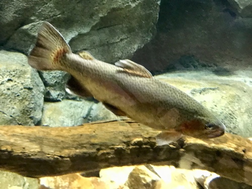 Oncorhynchus apache