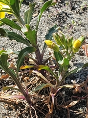 Erysimum menziesii