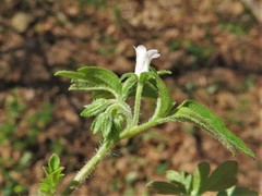 Phacelia ranunculacea