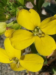 Erysimum menziesii
