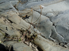 Wahlenbergia rupestris