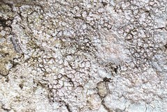 Pertusaria plittiana