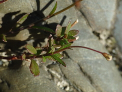 Wahlenbergia rupestris