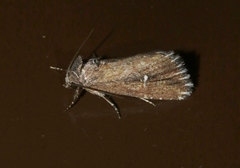 Condica temecula