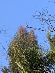 Buteo jamaicensis